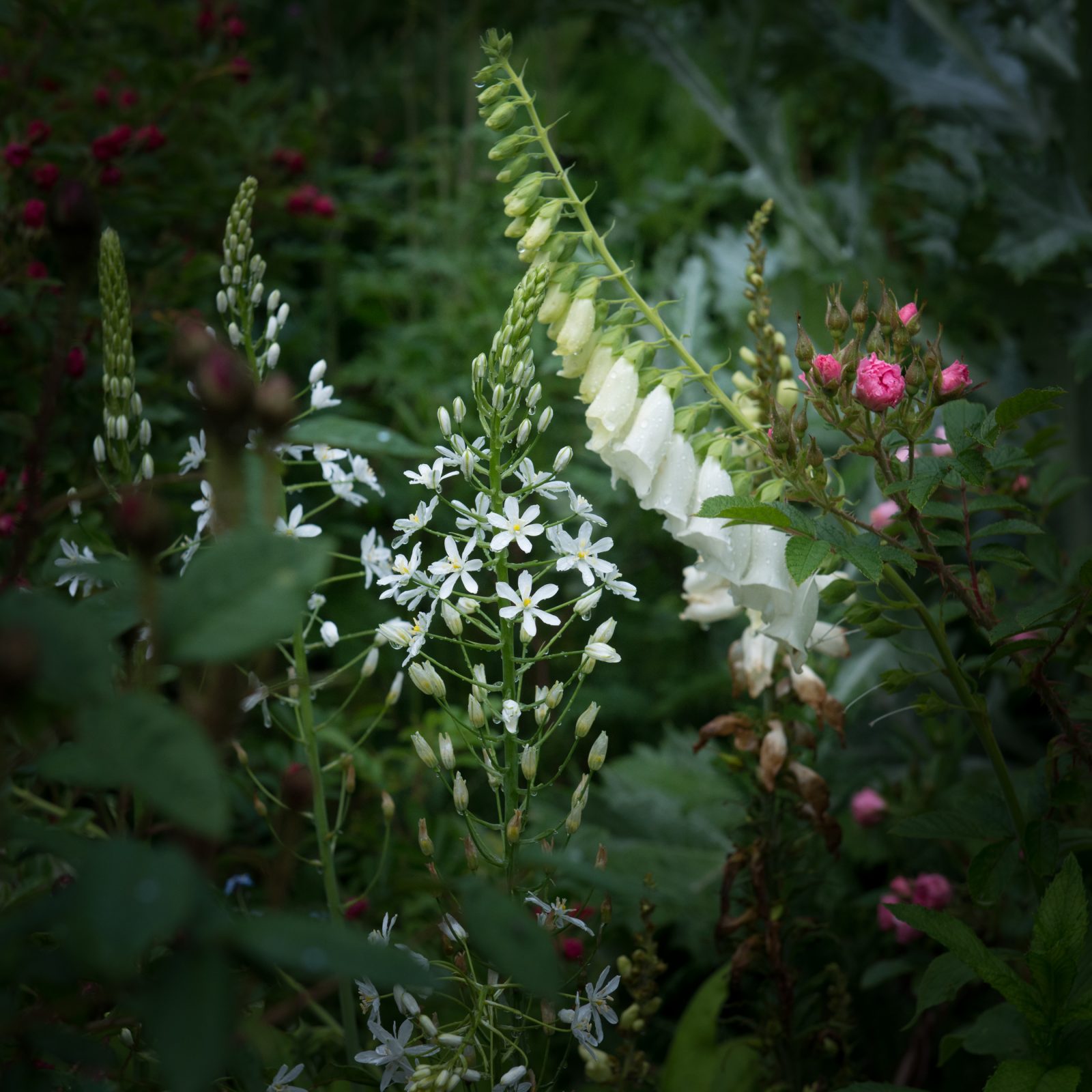 Nature’s Bouquet in Pink and White