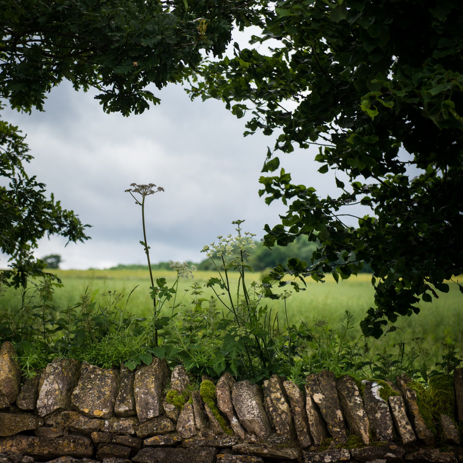 Kerry Wall and Meadow