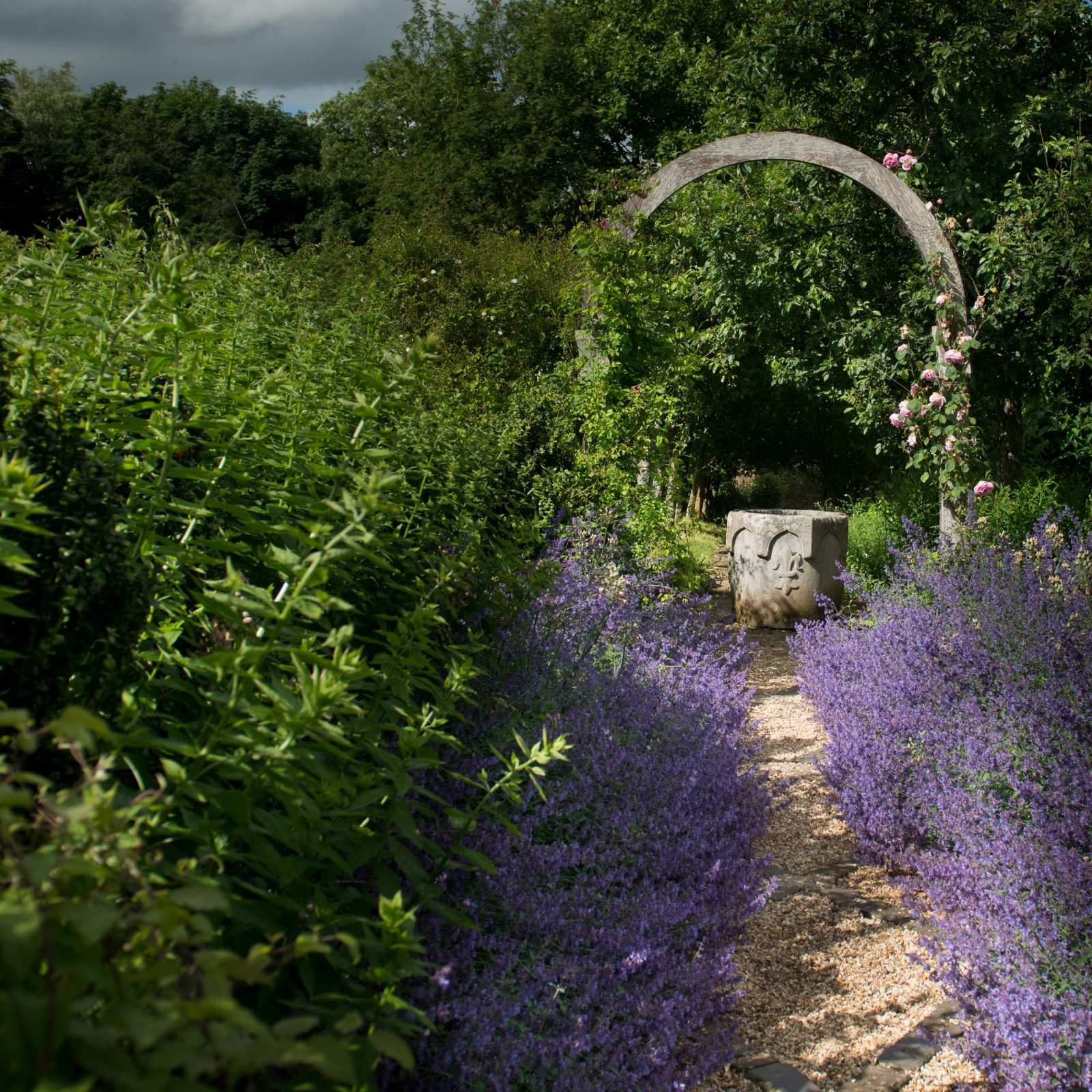 Rose Covered Trellis