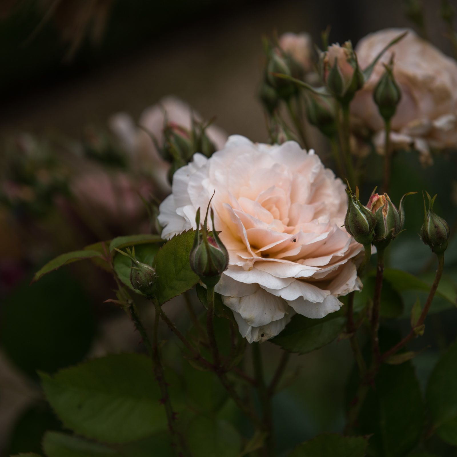 Peach Rose