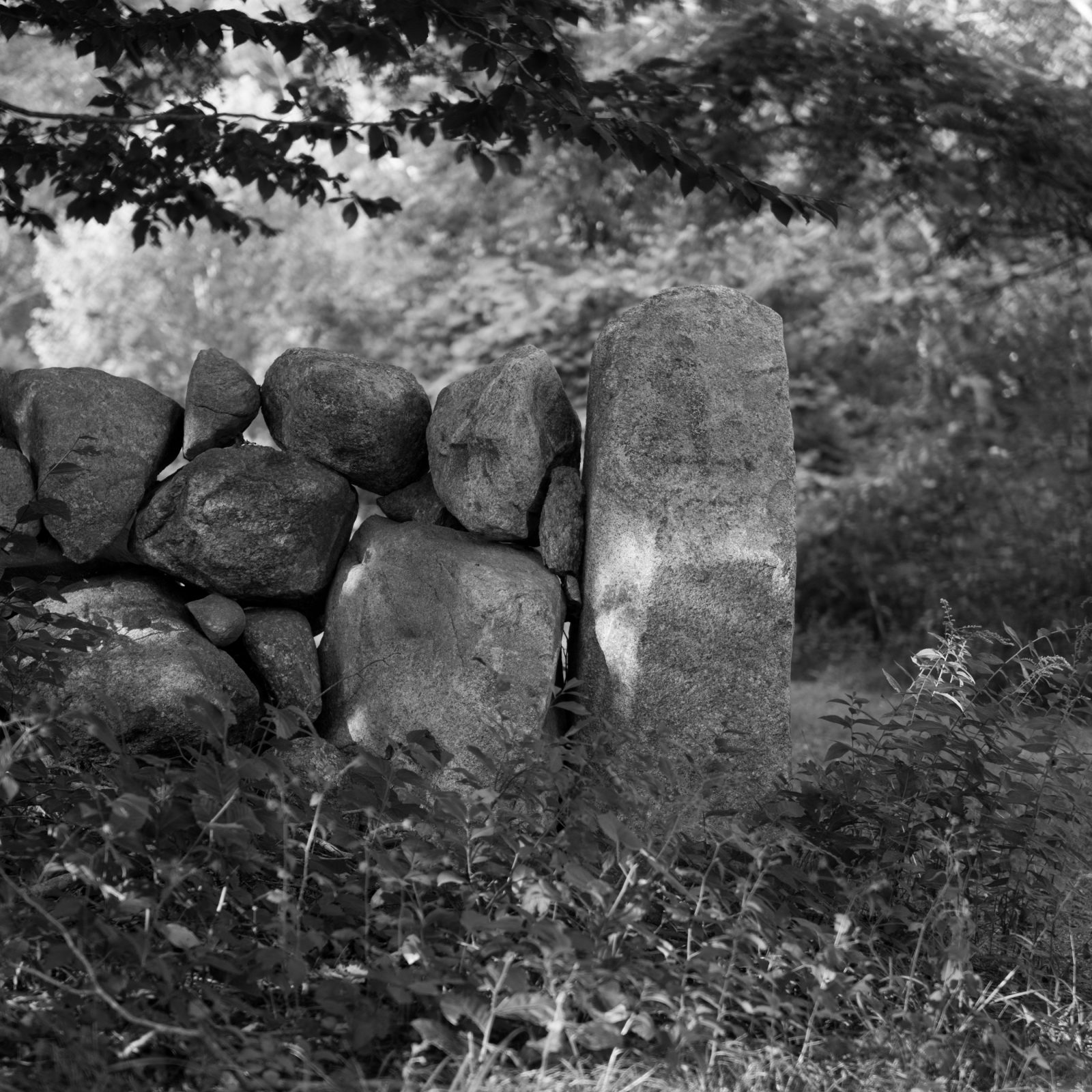 Vineyard Stone Wall and Pillar