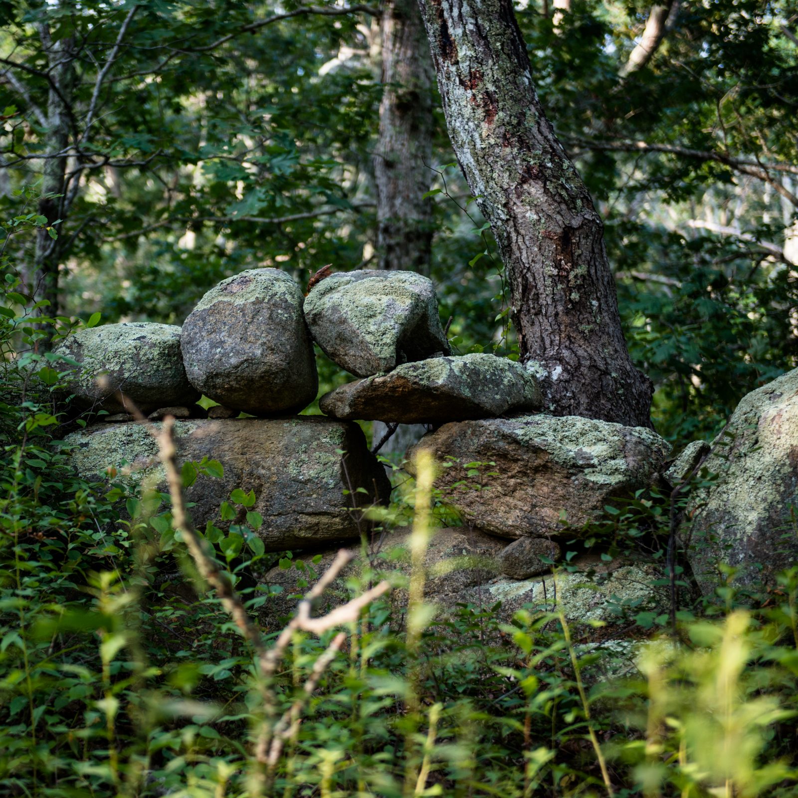 Forest Stone Wall