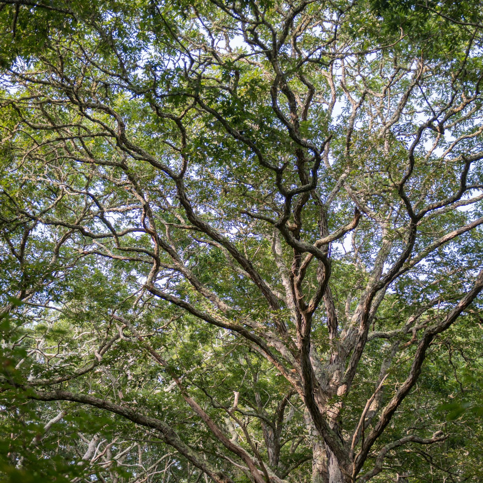 Reaching for the Sky