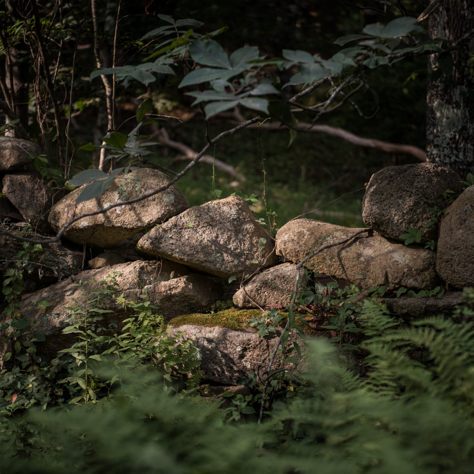 Teaberry Lane Stone Wall