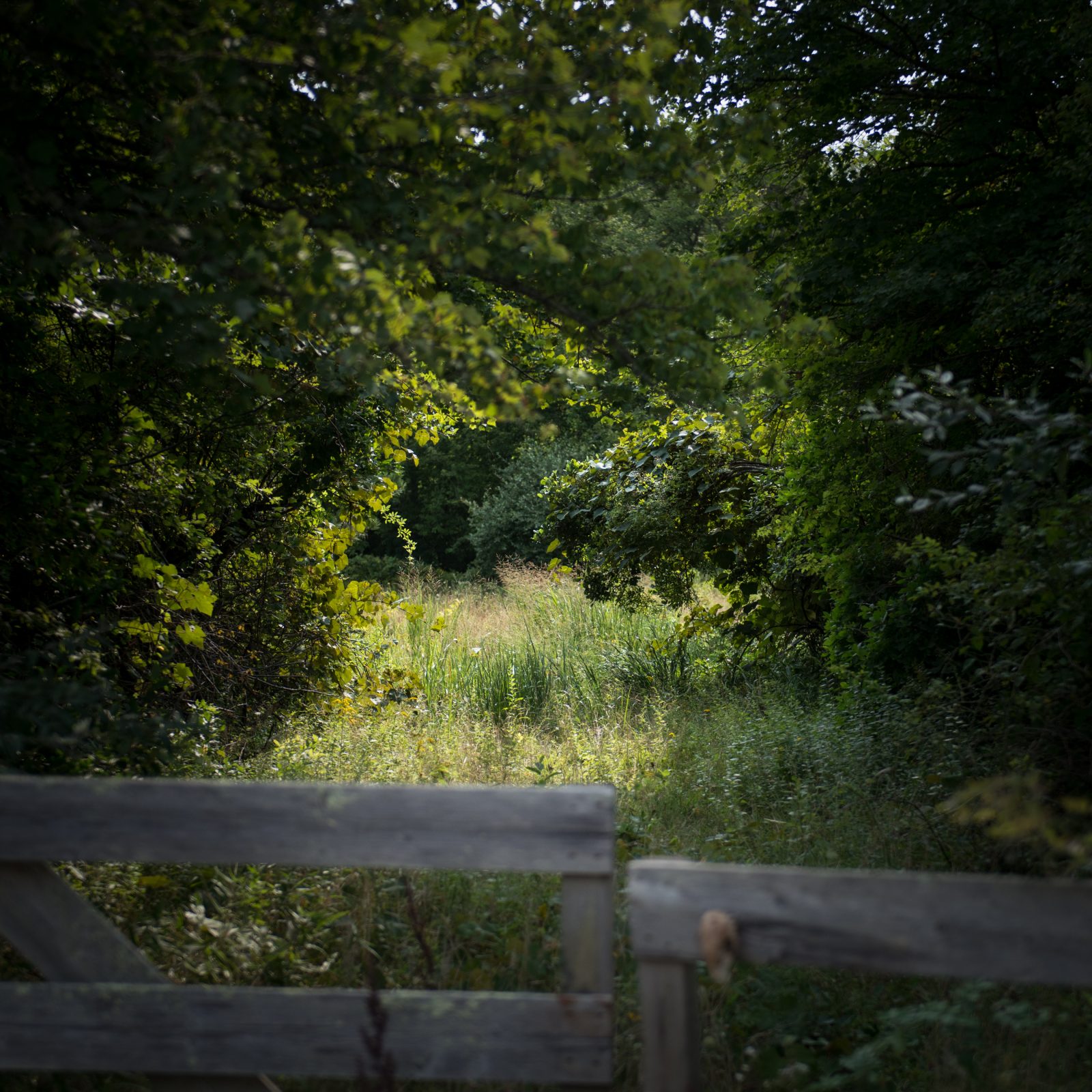 Beyond the Wooded Gate