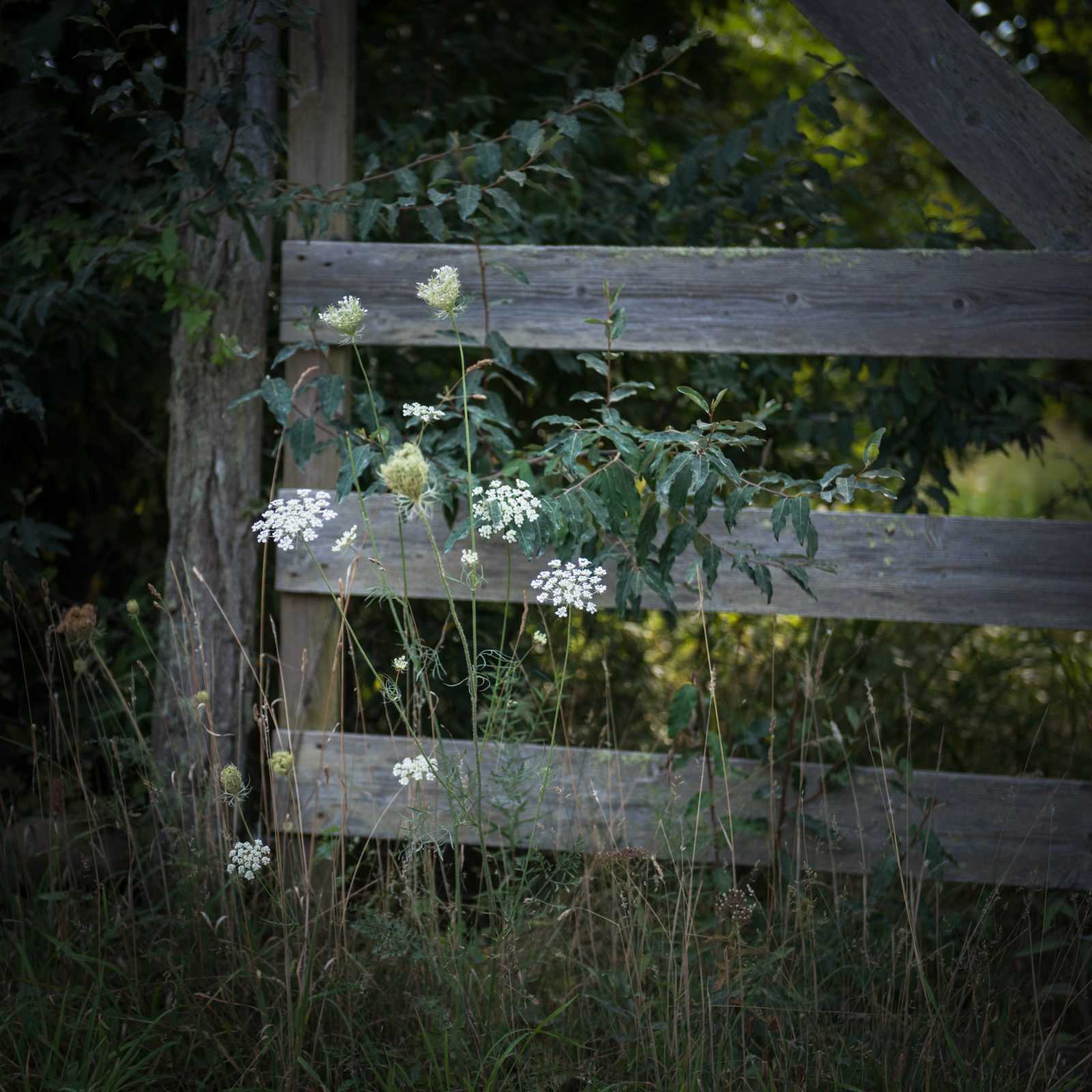 Gate with Queen Anne’s Lace