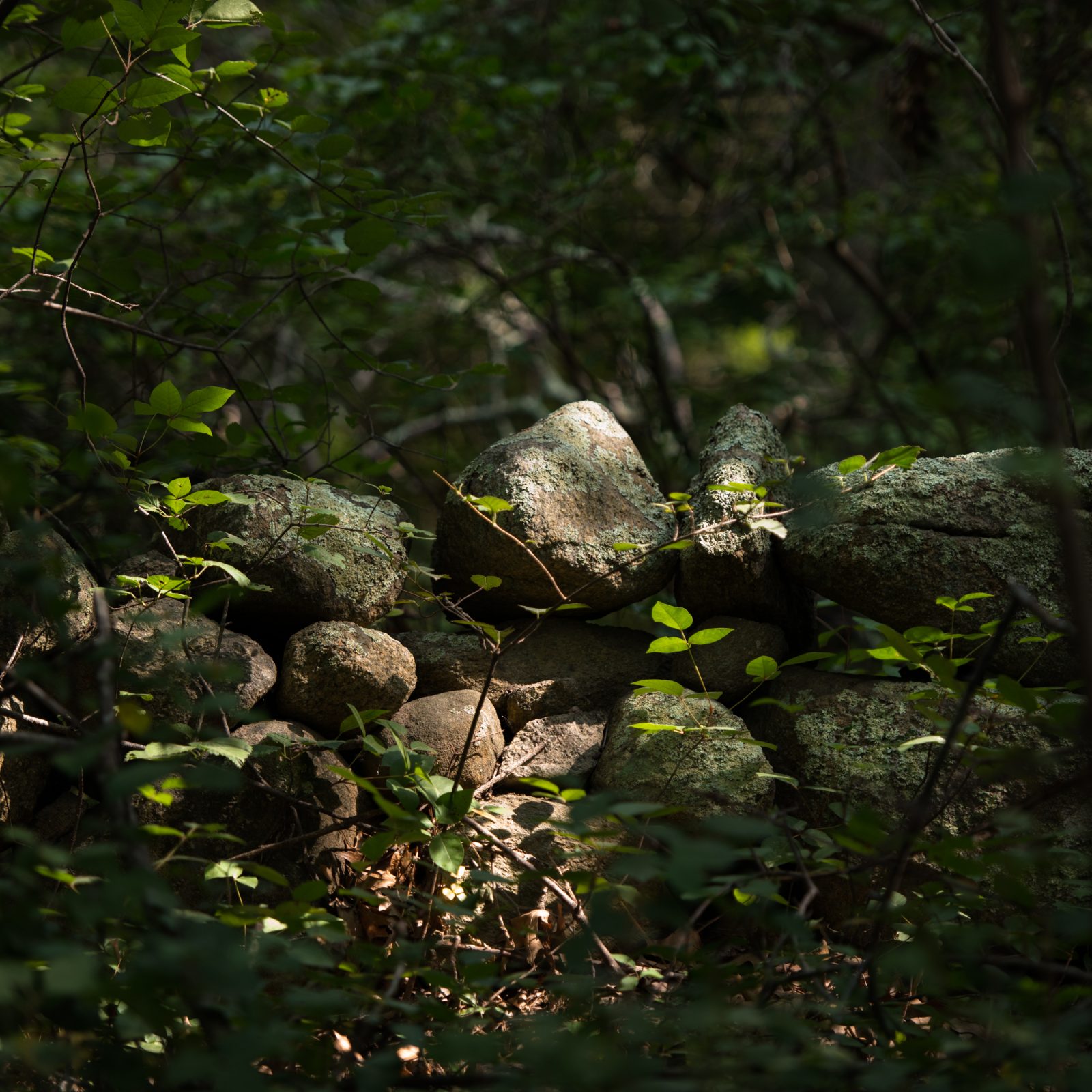 Vineyard Light on the Stone Wall