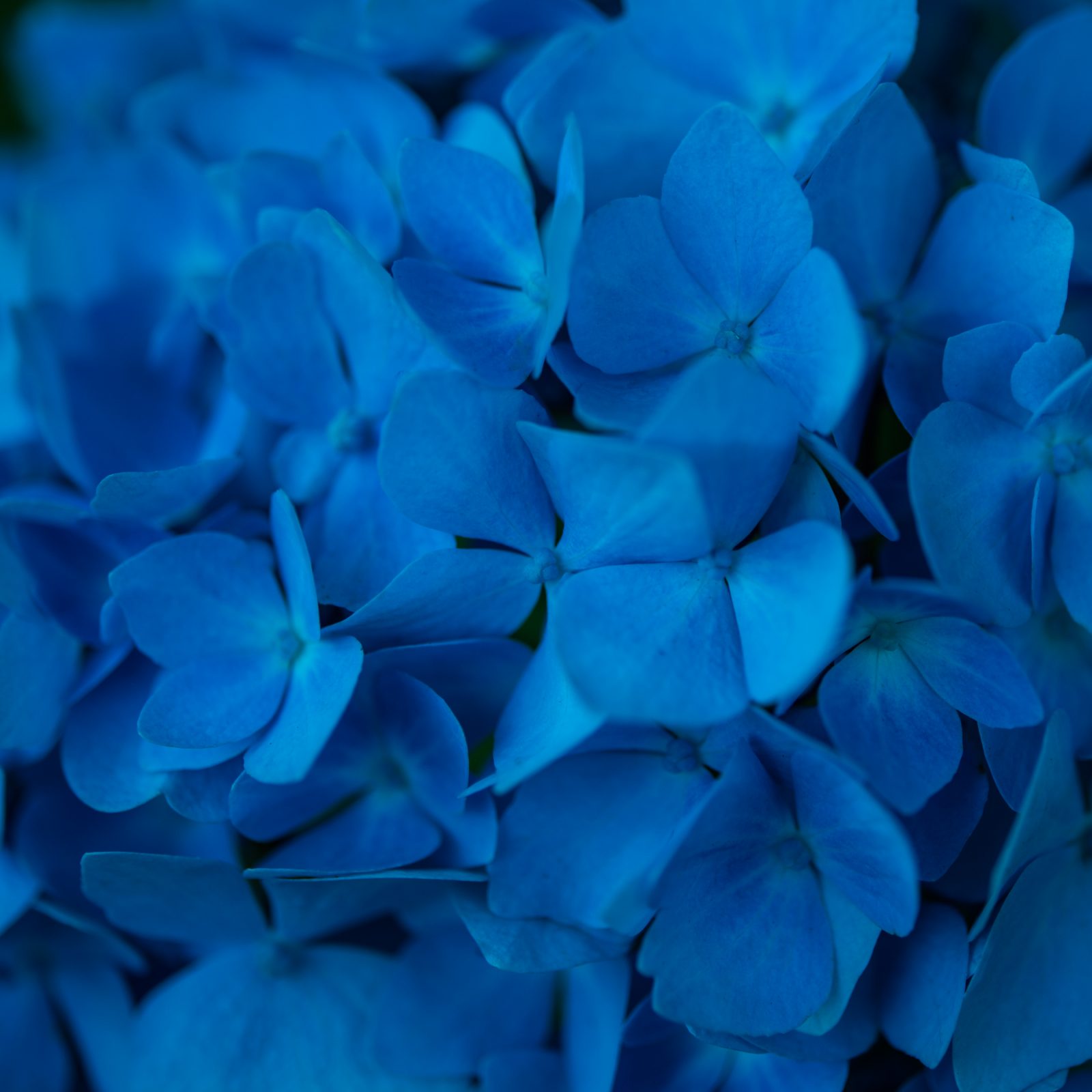 Blue Hydrangeas