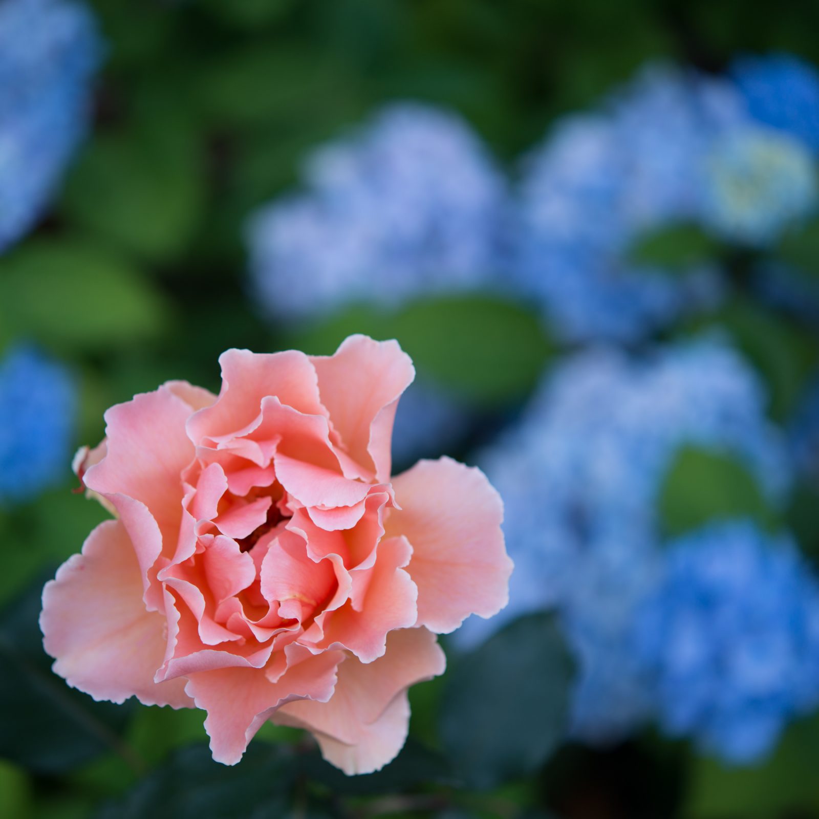 Just Joey Rose and Blue Hydrangeas