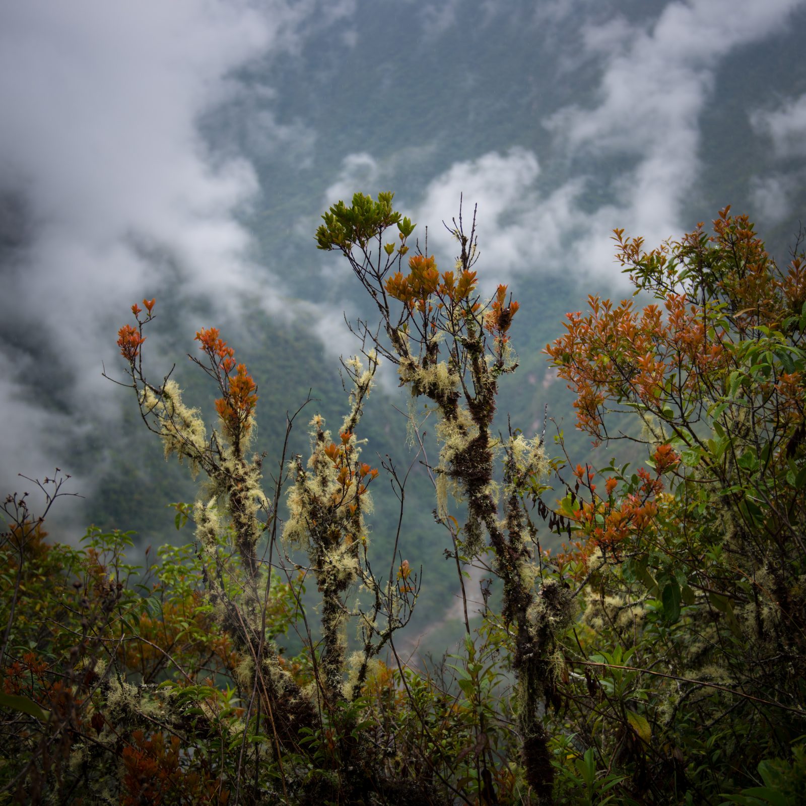 Orange, Green and Moss