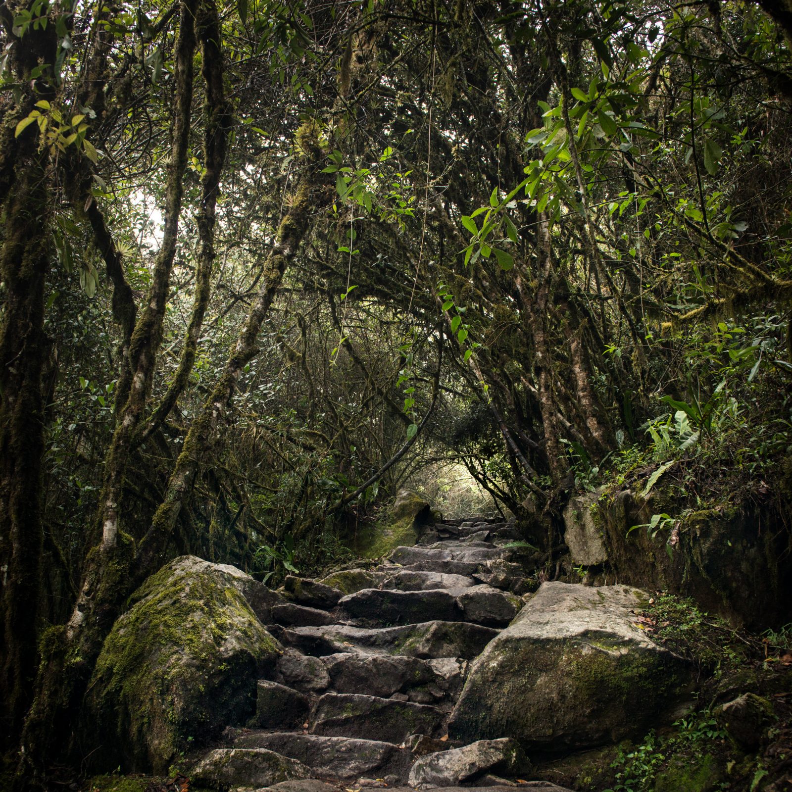 Following Steps into the Forest