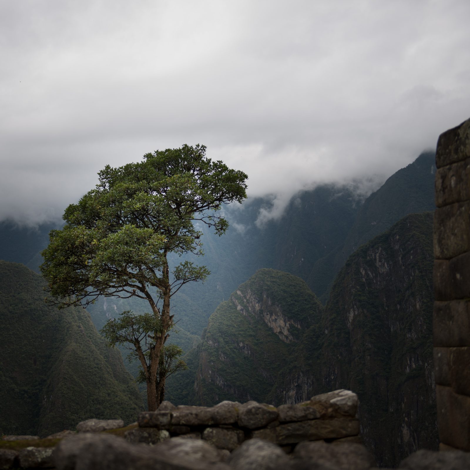 Lone Tree at Machu Picchu
