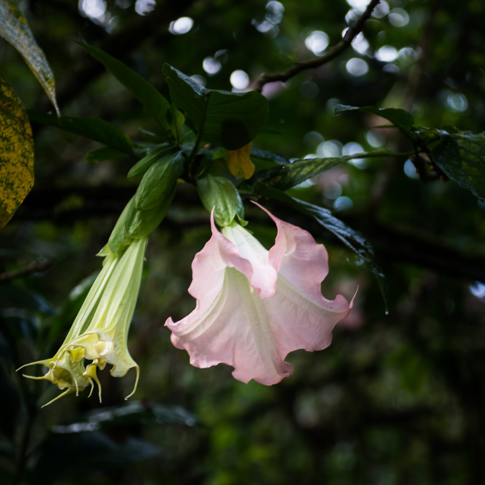 Pink Angel’s Trumpet
