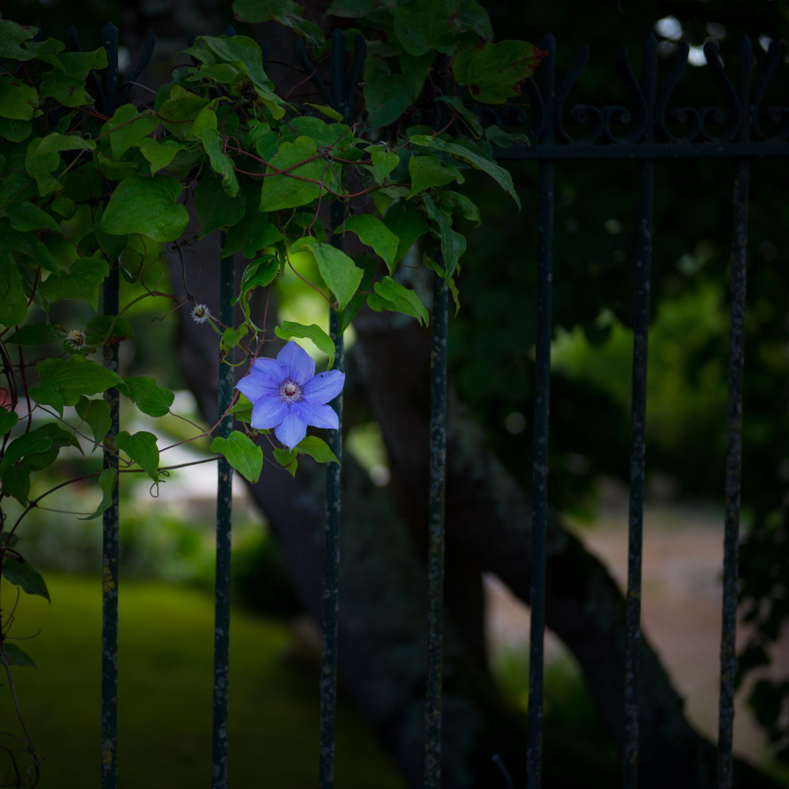 Clematis on the Gate