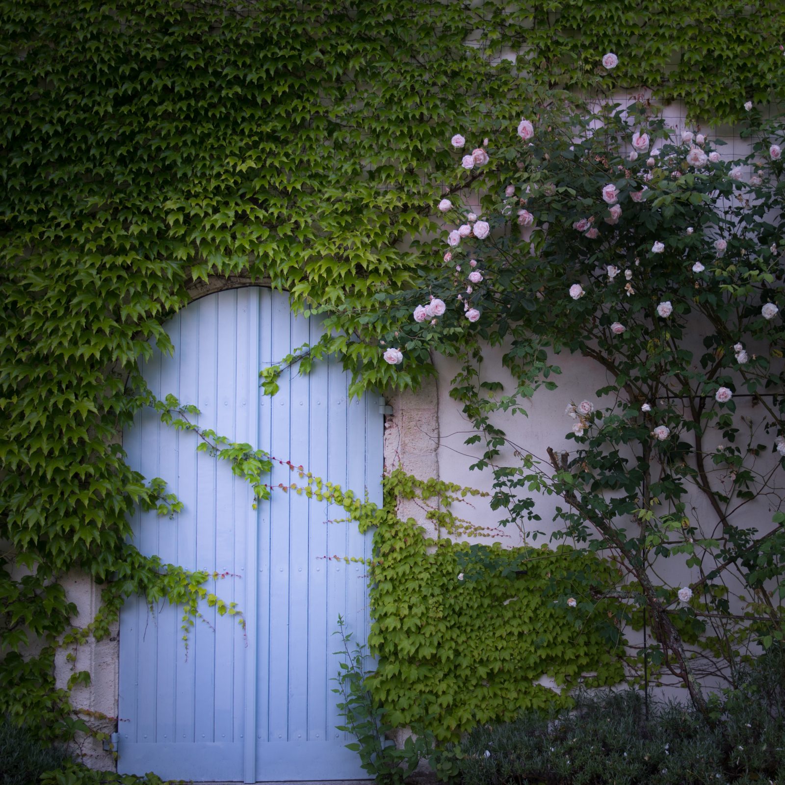 Blue Door and New Dawn Roses