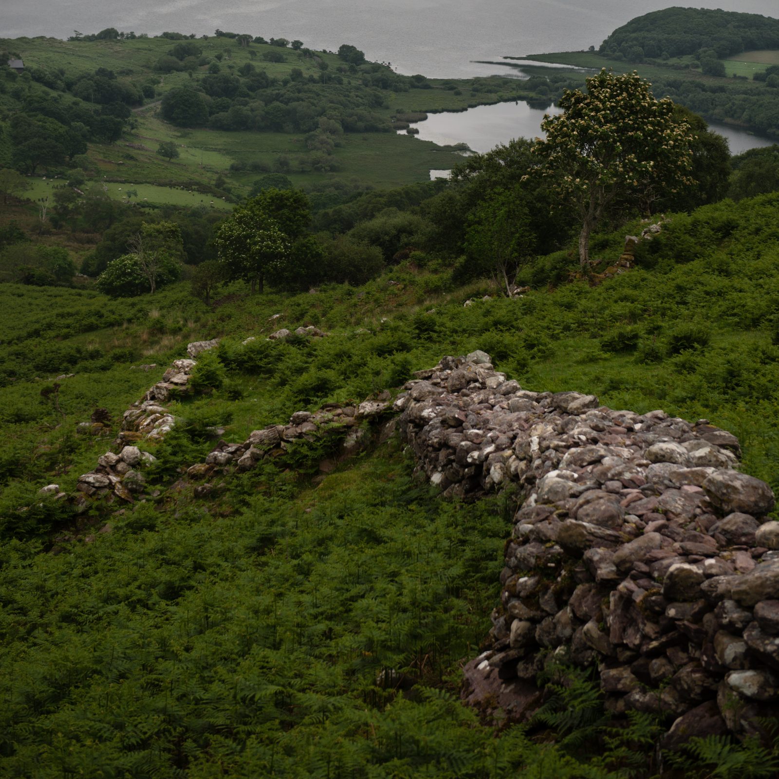 Stone Wall Winding to Caragh Lake