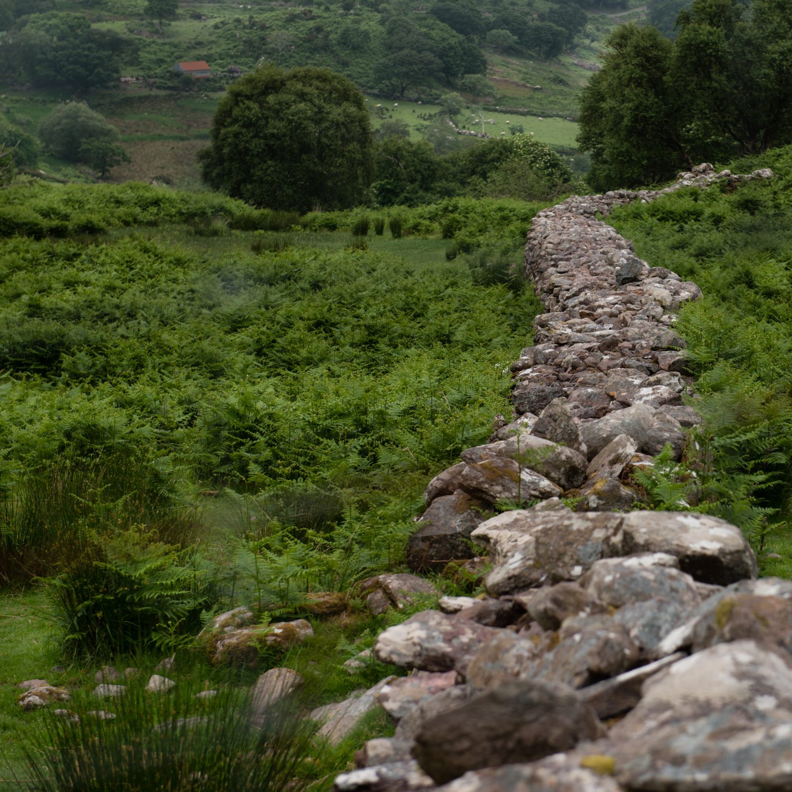 Ring of Kerry Meandering Stone Wall
