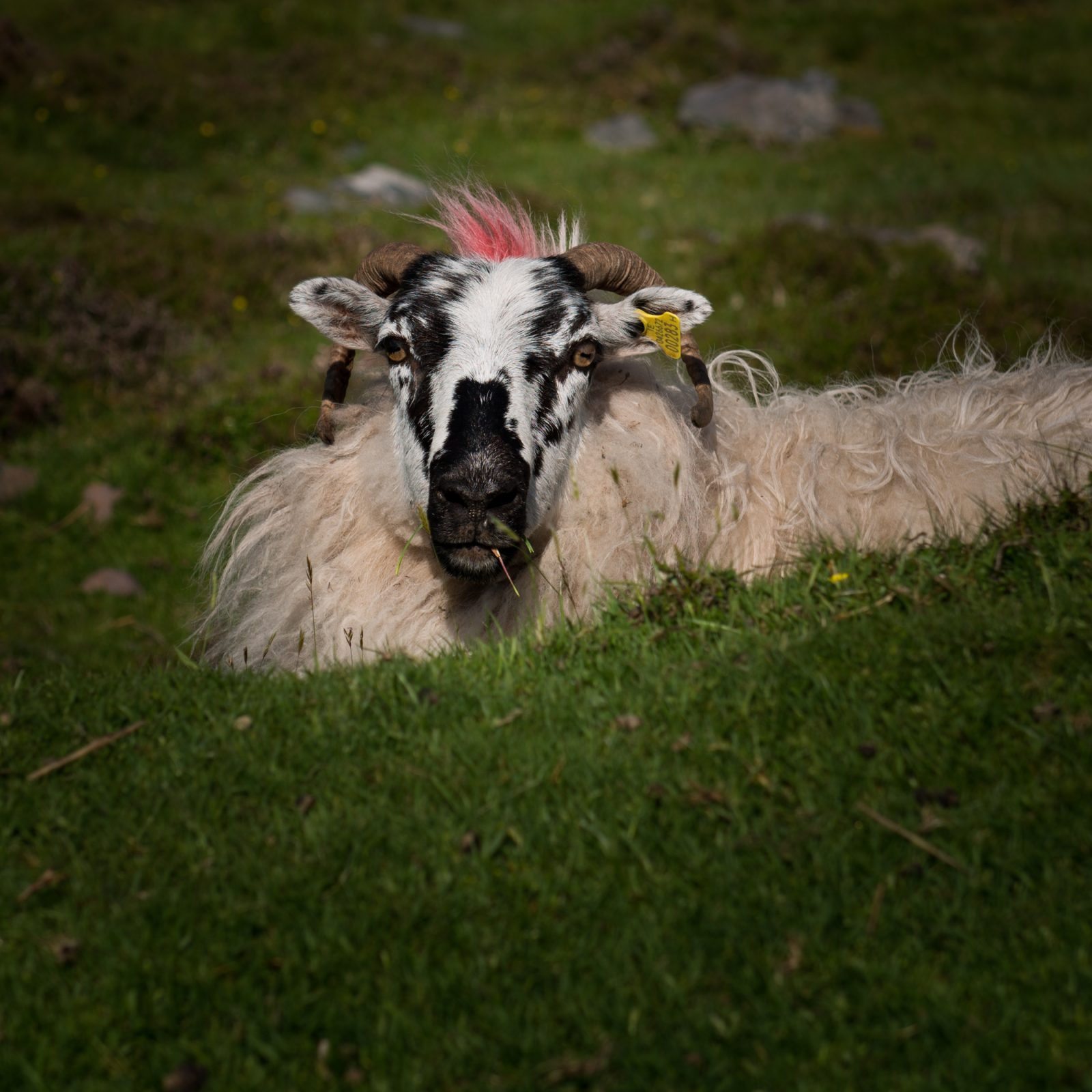 Epynt Hardy Speckled Sheep