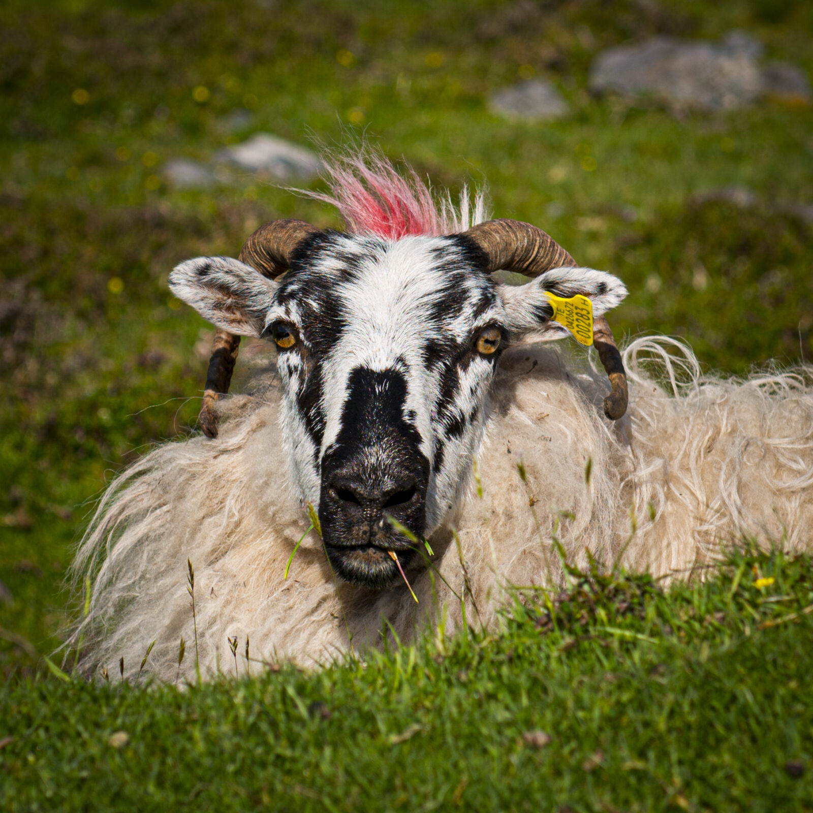 Scottish Blackface Sheep