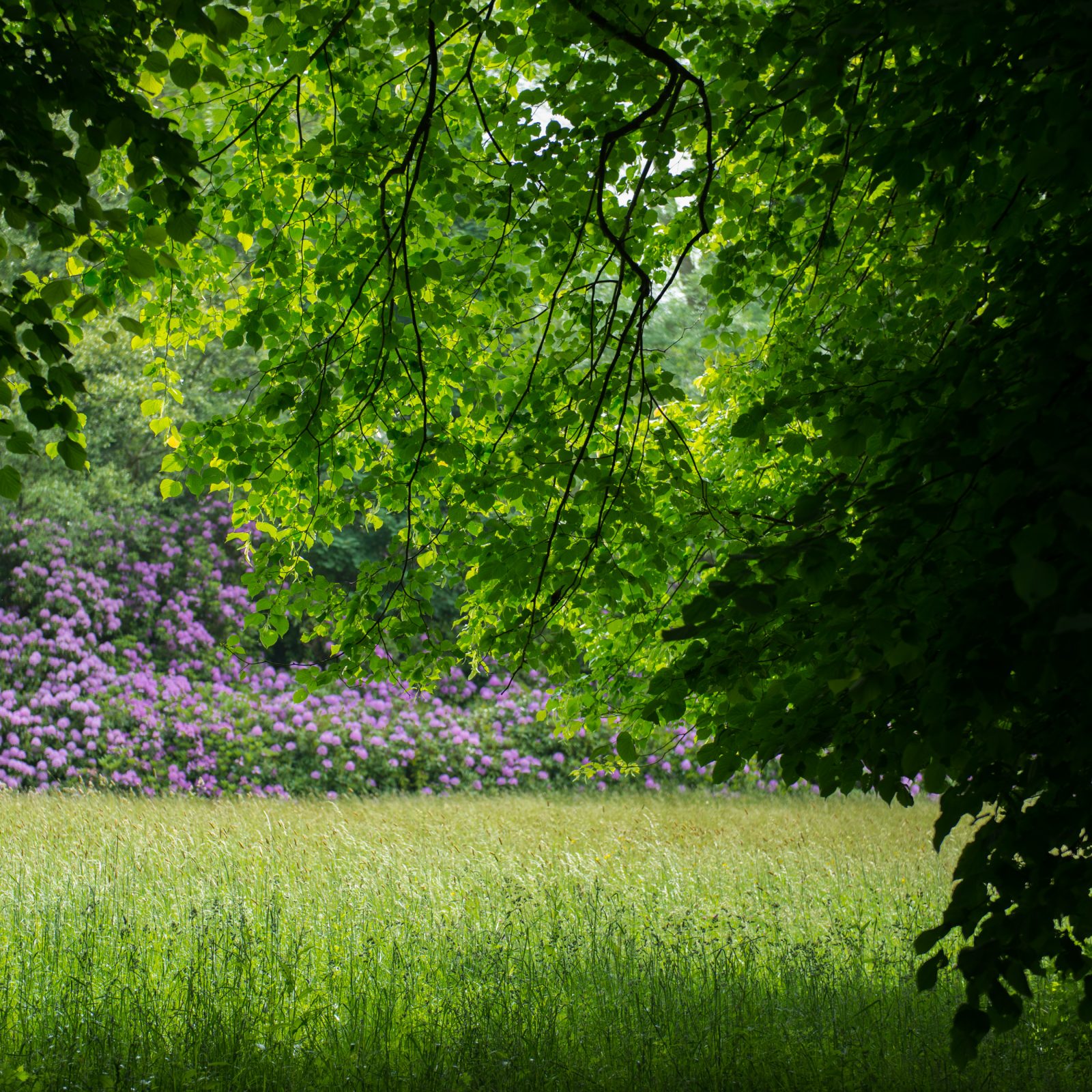 Wild Rhododendron Forest