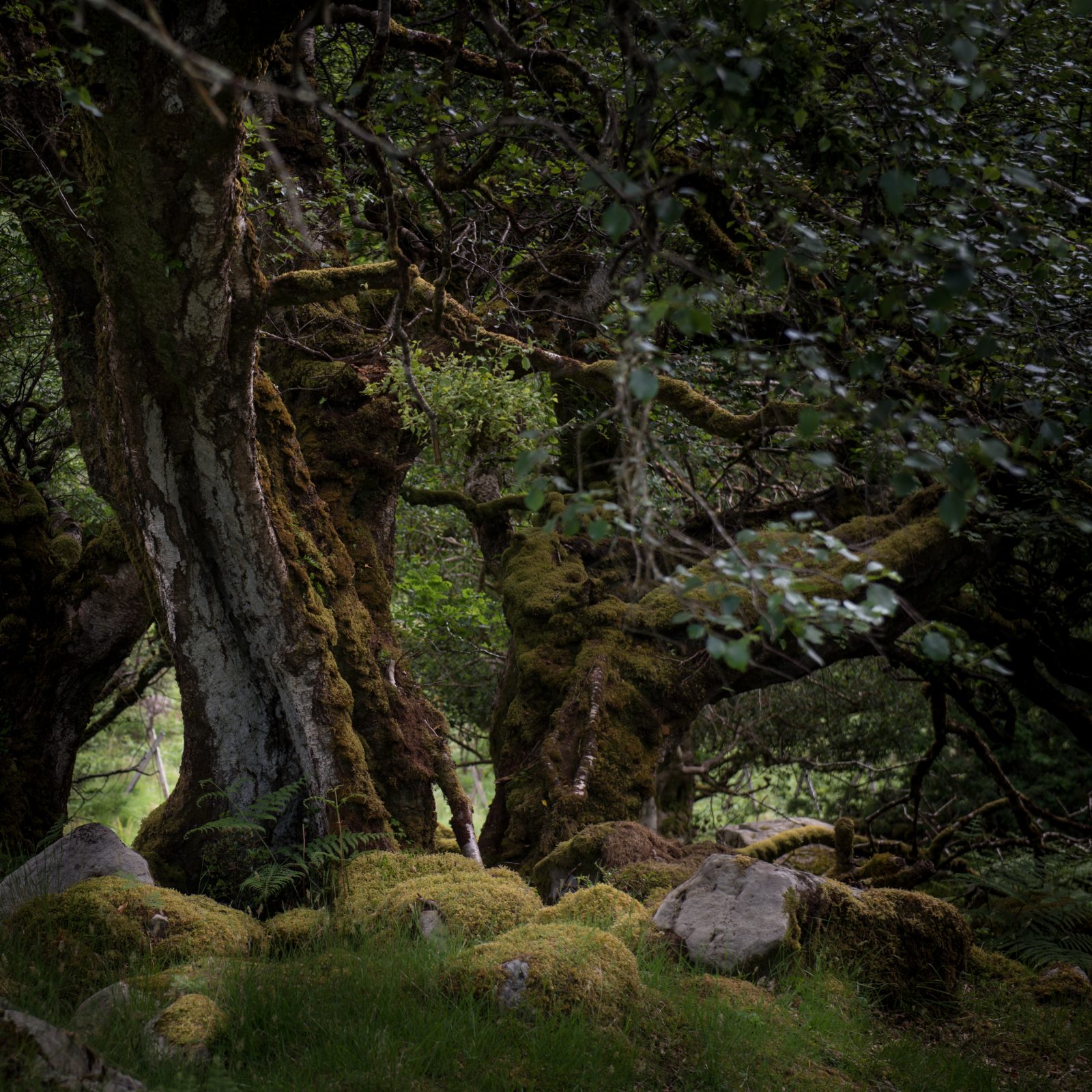 Oak Circles and Moss Stones