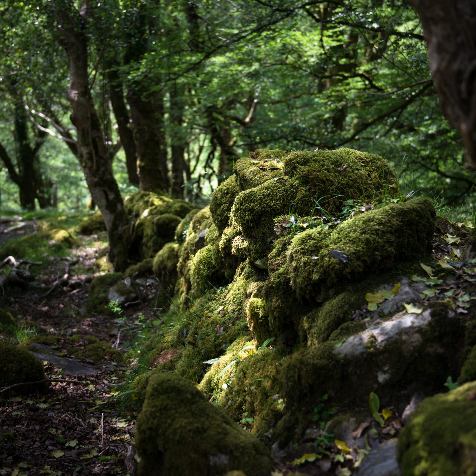 Kerry Forest with Moss Covered Wall