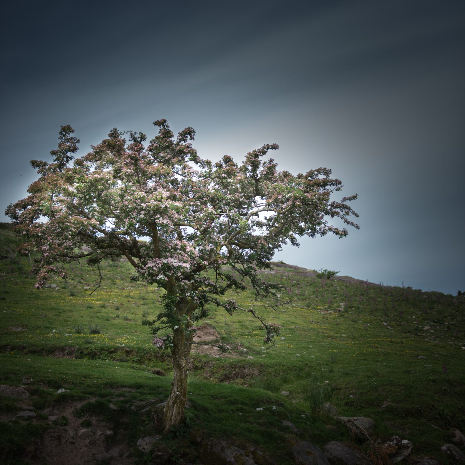 Irish Hawthorn Series, 2