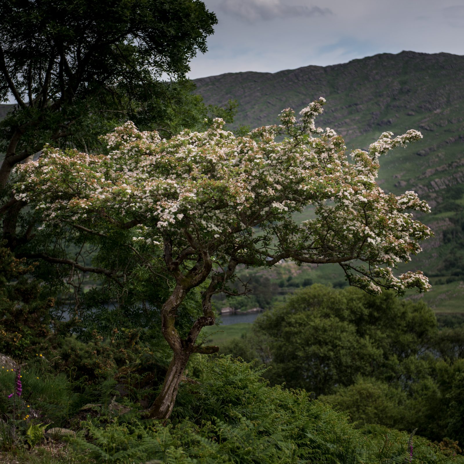 Irish Hawthorn Series 1