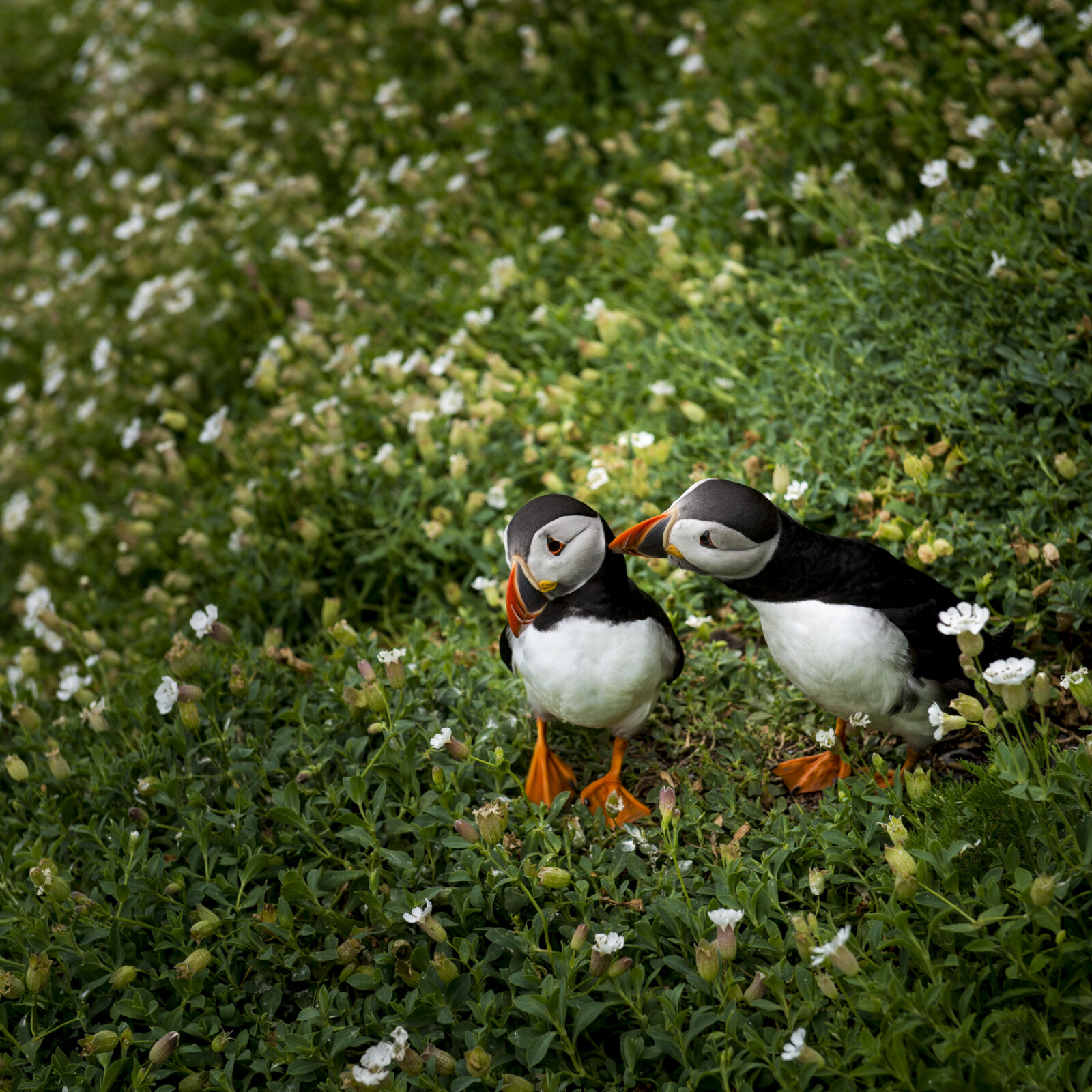 Puffins