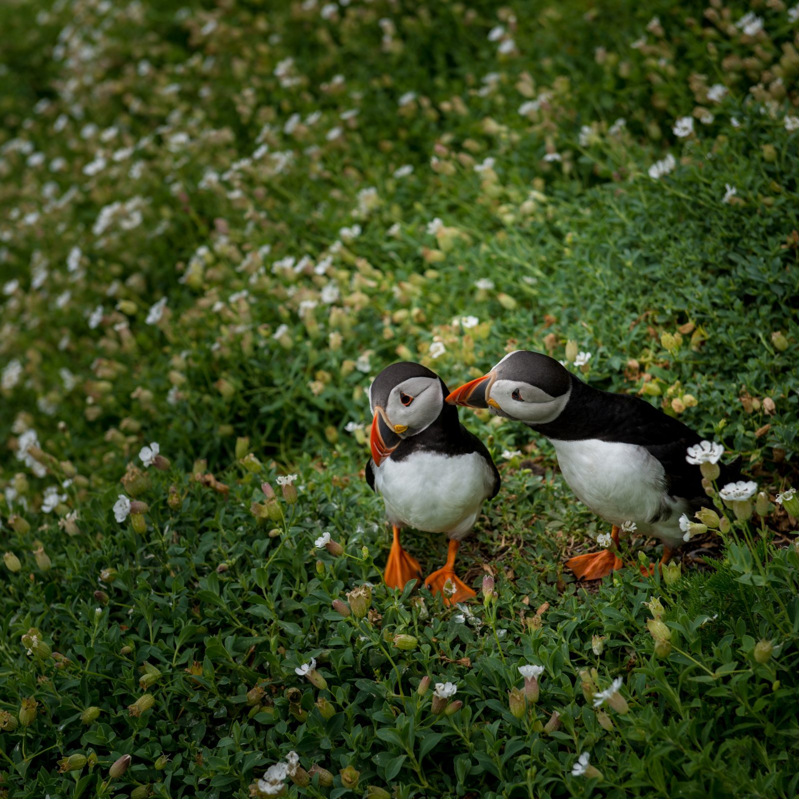 Puffins