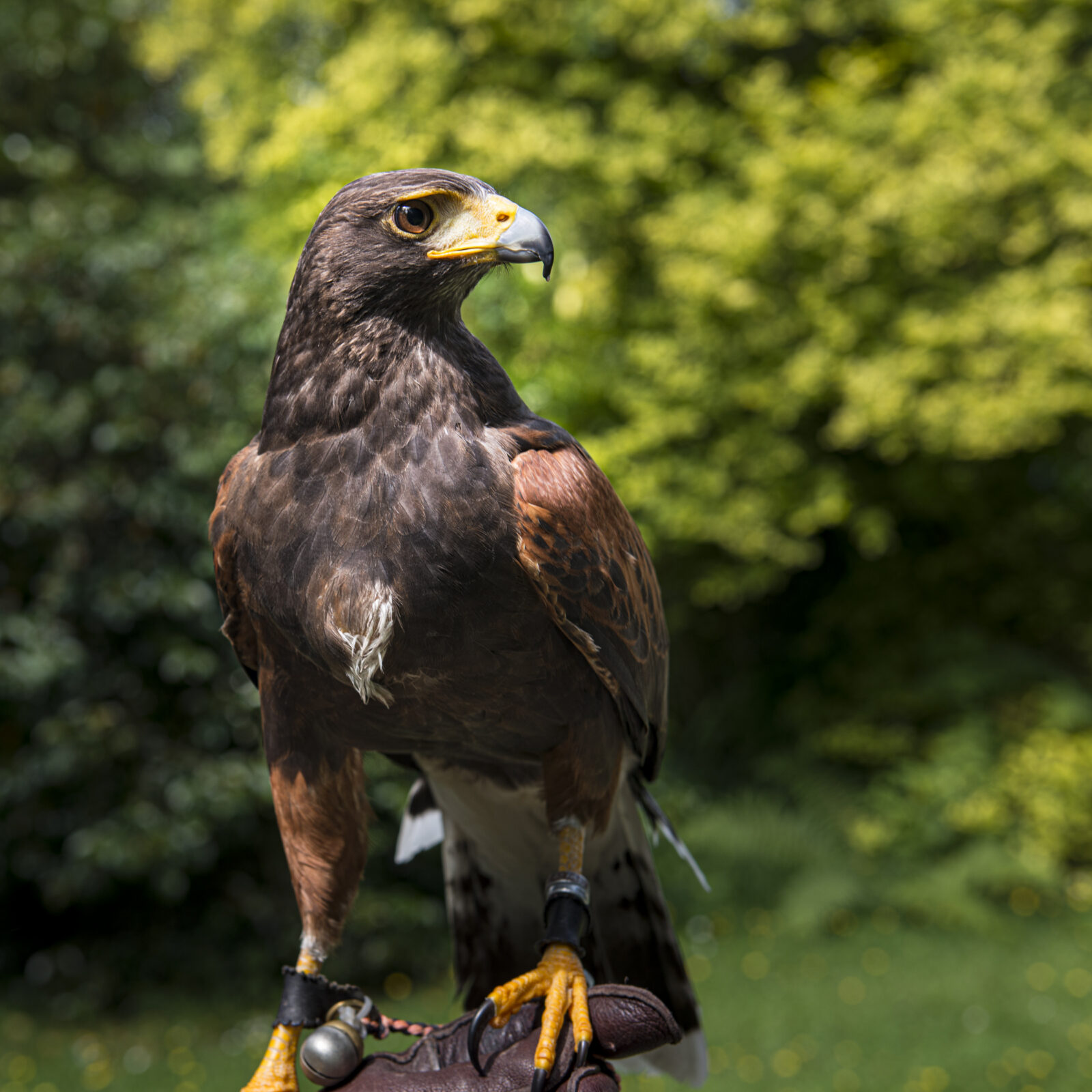 Harris Hawk, Ireland