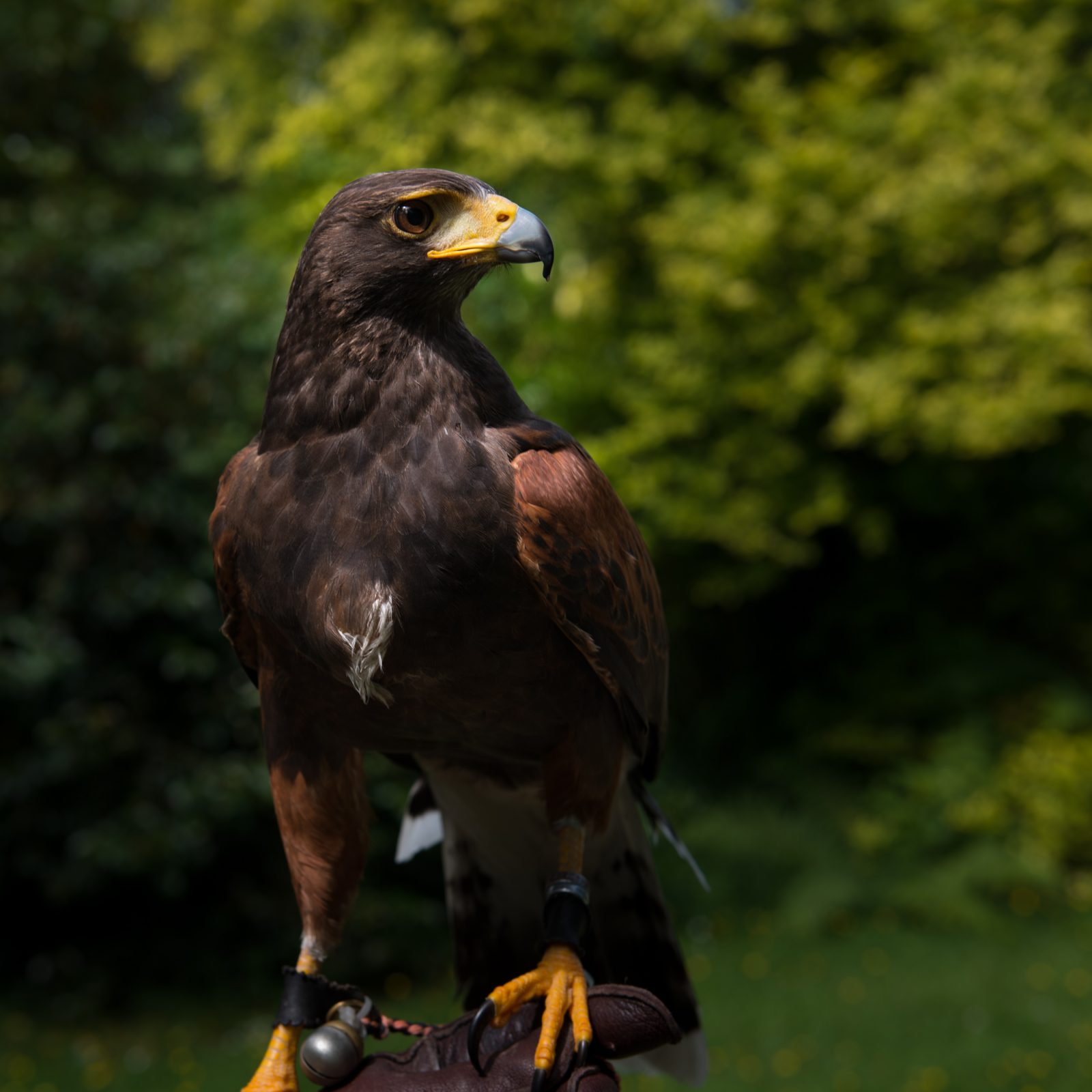 Harris Hawk, Ireland