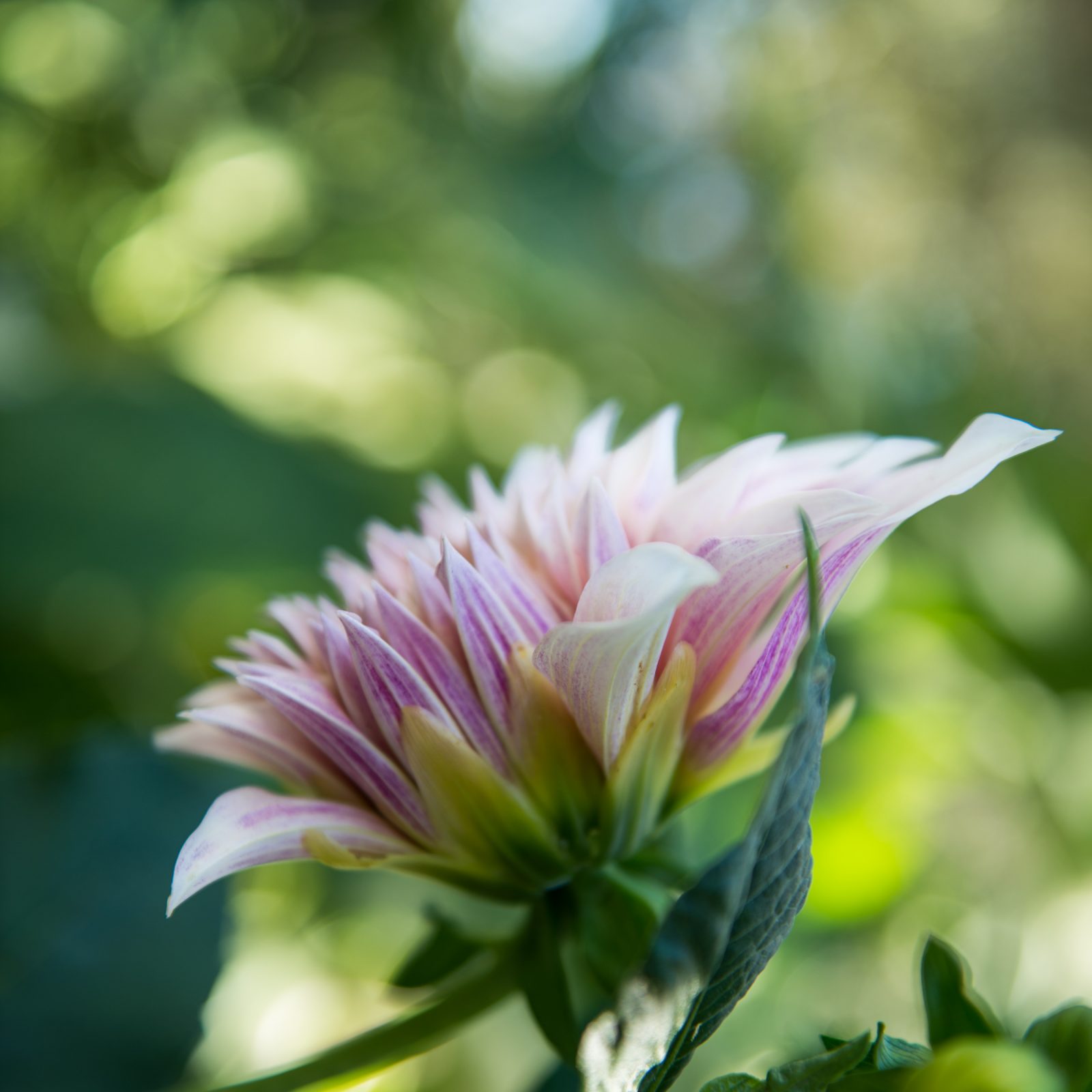 Pink Stripe Dahlia