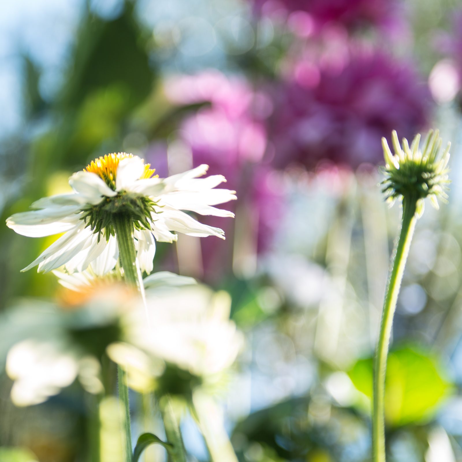 Pow Wow White Echinacea