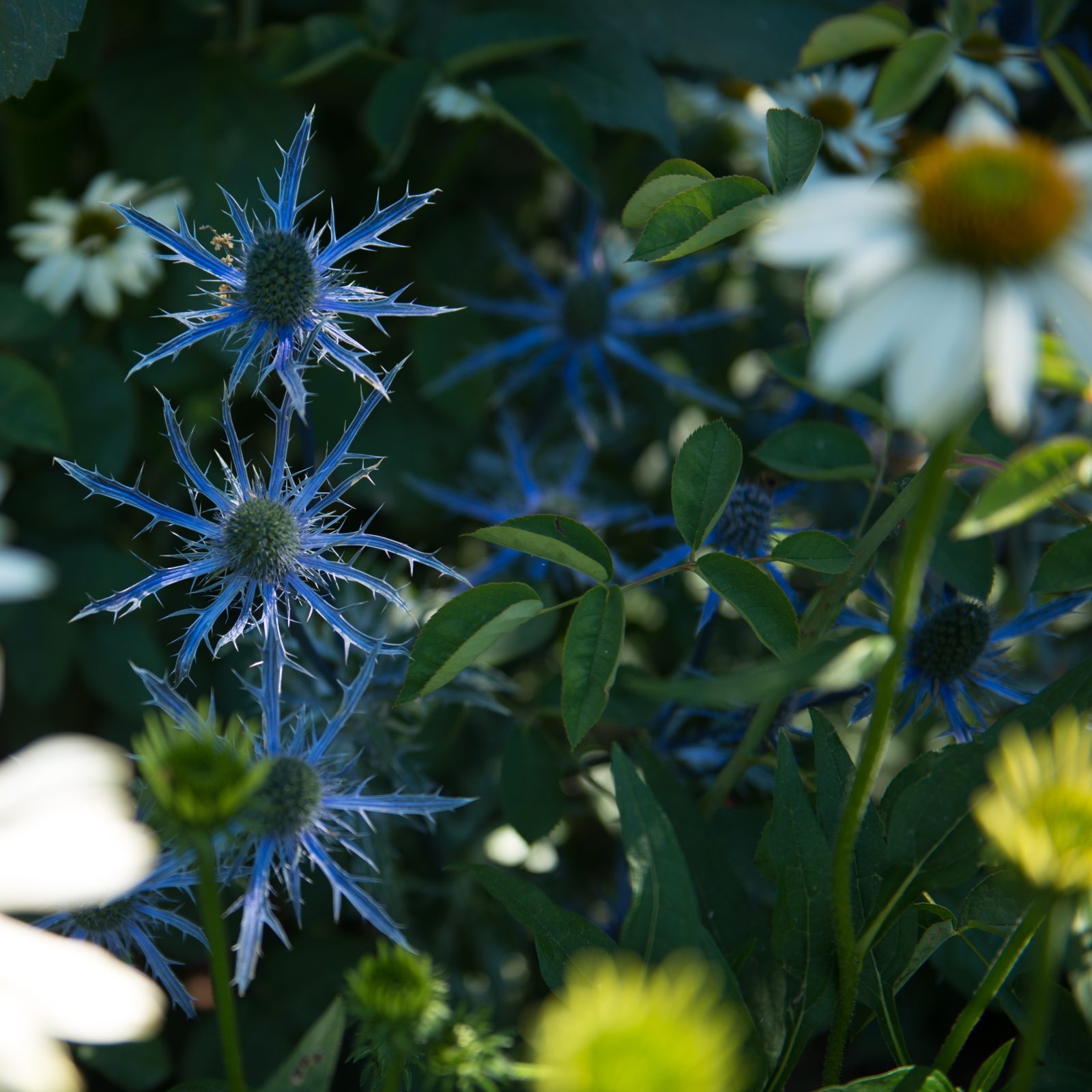 Blue Star Sea Holly