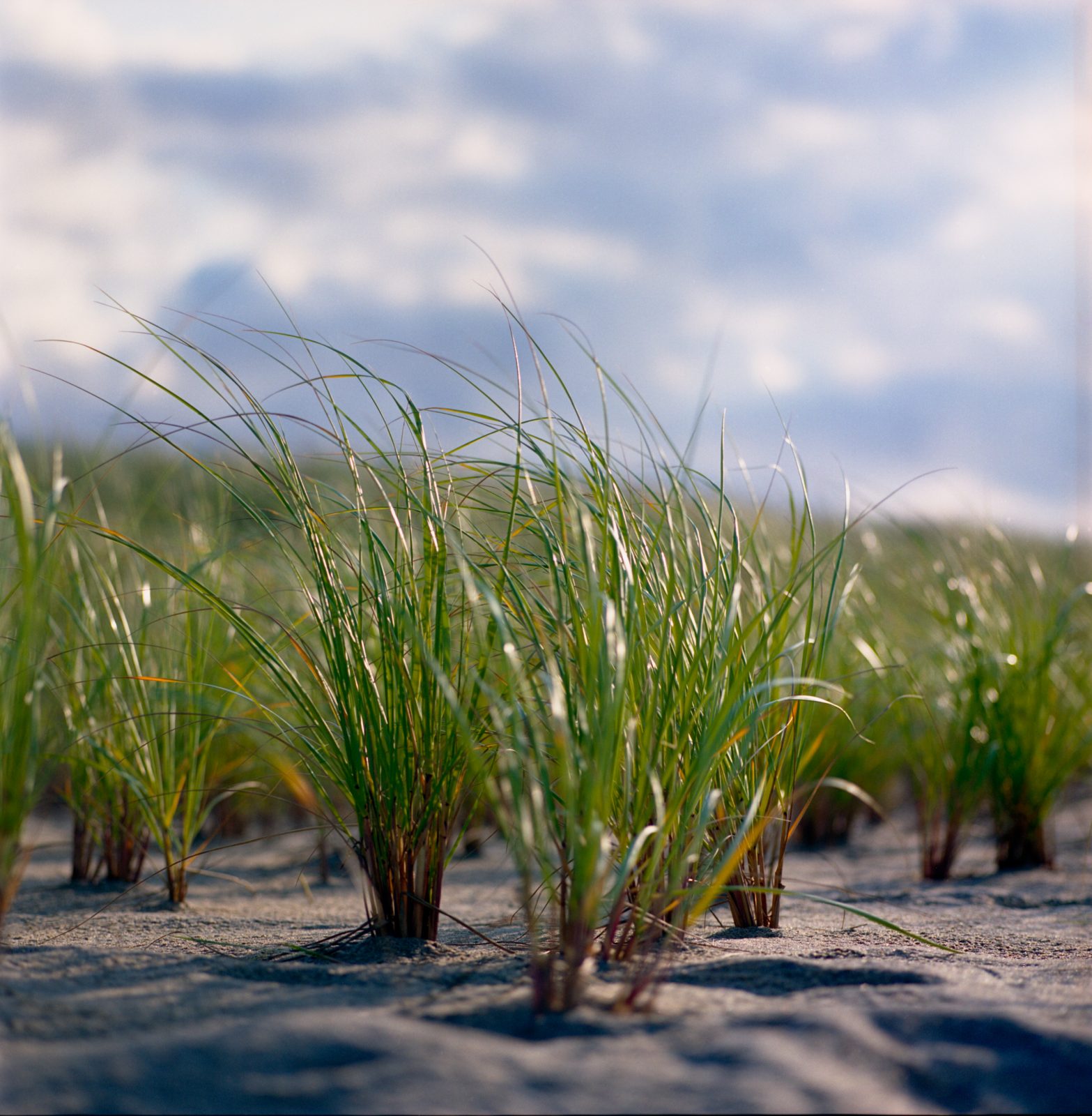 Dune Grass