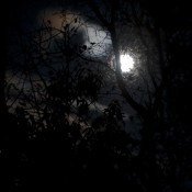 nocturnal-branches-and-moon-1