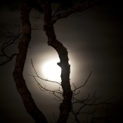 nocturnal-tree-and-moon