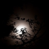 nocturnal-backlit-branches