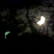 nocturnal-branches-and-moon-2