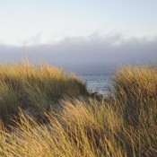 water-vineyard-dunes